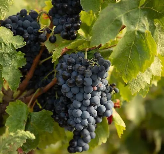 מלון Domaine Riberach - Restaurant Gastronomique - Spa - Piscine Naturelle - Vignoble Bio